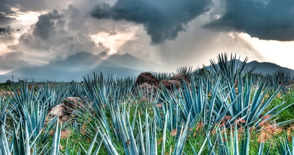 Agave Fields
